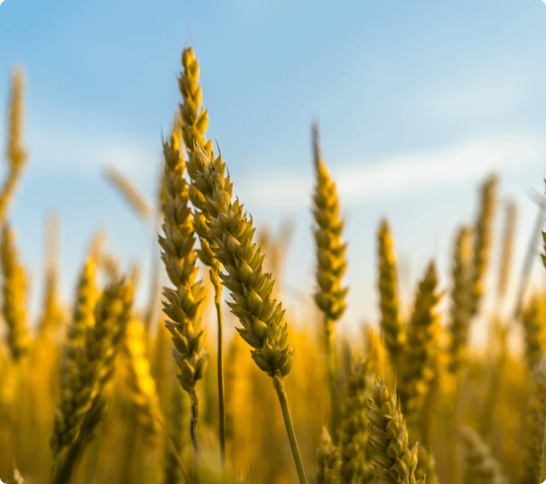 Wheat field